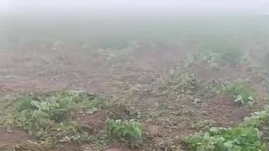 গড়বেতা ৩: নয়াবসতের বাঁধগোড়ার জঙ্গলে প্রবেশ করেছে হাতির দল,ক্ষতিগ্রস্ত হয়েছে আলুর,সতর্কতা জারি বনদপ্তরের