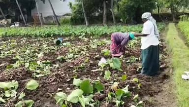 அம்பாசமுத்திரம்: பனஞ்சாடி, பள்ளக்கால் புதுகுடி, இடைக்காலத் உள்ளிட்ட சுற்றுவட்டார பகுதிகளில் கிழங்கு வகைகள் அறுவடை செய்யும் பணியில் விவசாயிகள் மும்முரம். ம்ம்