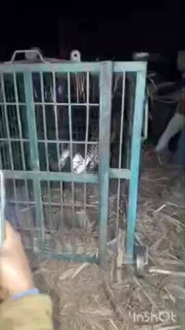 मिहींपुरवा: सुजौली में बकरियों का शिकार करने वाला तेंदुआ पिंजरे में कैद, पिंजरा लगाने के बाद फंसा, रेंज कार्यालय ले जाया गया