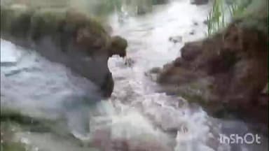 પાલનપુર: ભાભર ના સનેસડા વજાપુર માઇનોર બે કેનાલમાં ગાબડું પડતા ખેડૂતોના ખેતરોમાં પાણી ફરી વળ્યા