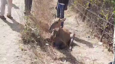 जैसीनगर: सागर-सिलवानी स्टेट हाईवे पर अज्ञात वाहन की टक्कर से नीलगाय घायल, वन विभाग ने कराया उपचार