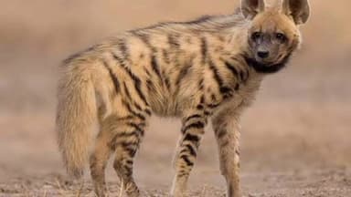 सांगोला: महुद येथे तरसाच्या हल्ल्यात शेळी ठार, तरसाच्या हल्ल्याच्या घटना वाढल्या