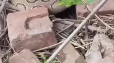 जयसिंहपुर: बझना में घर के सामने दिखा अजगर, गांव में मचा हड़कंप, वन विभाग ने किया रेस्क्यू