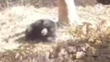 लापुंग: लापुंग में रिहायशी इलाके में घुसा जंगली भालू, अफरातफरी के बाद हुई मौत