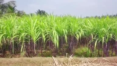 போச்சம்பள்ளி: சிப்காட் பகுதியில் பொங்கல் பரிசுத் தொகுப்புக்கு கரும்பு நேரடி கொள்முதல் - அரசு நிர்ணயம் செய்த தொகையை வழங்க வேண்டும் - கரும்பு விவசாயிகள் கோரிக்கை