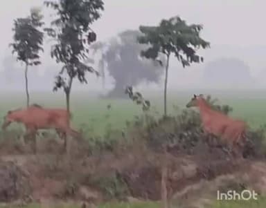 कृत्यानंद नगर: के नगर प्रखंड क्षेत्र के काझा कोठी मुख्य सड़क पर नीलगाय मकई के खेतों को कर रही है नुकसान