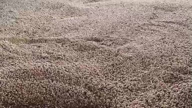 मोहन बड़ोदिया: मोहन बड़ोदिया मंडी में सोयाबीन ₹5022 तक बिका, गेहूं और सरसों की भी रही आवक