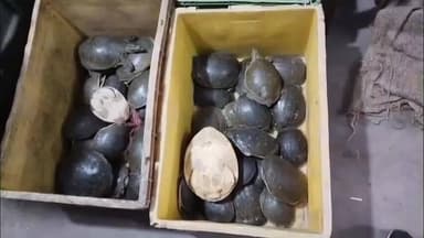 বনগাঁ: বনগাঁ শিমুলতলা এলাকা থেকে ১০৫টি বিরল প্রজাতির কচ্ছপ সহ এক ব্যক্তিকে গ্রেফতার করল বনদপ্তর