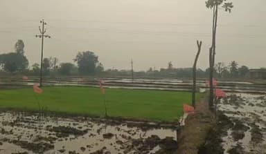 శంకరంపేట ఏ: ఫరీద్ పూర్ గ్రామ శివారులో ఓ వ్యవసాయ పొలంలో నారు మడికి రక్షణగా పార్టీ జెండాలు