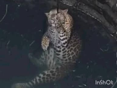 नागभिर: विहिरीत मादीपट आढळतात मूर्त अवस्थेत