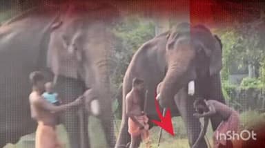 കാർത്തികപ്പള്ളി: ഹരിപ്പാട്ട് കൈ വിട്ട കളിയുമായി ആന പാപ്പന്മാർ ' 6 മാസം പ്രായമായ കുഞ്ഞ് ആനയുടെ കാൽചുവട്ടിൽ വീണു