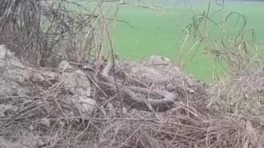 बरहज: बरपार में नहर किनारे विशालकाय अजगर देखा गया, ग्रामीणों में दहशत