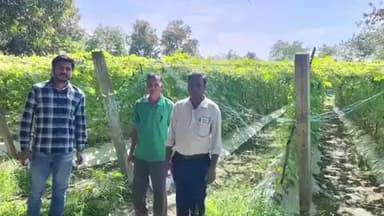 વાંસદા: રાકૃતિક ખેતીથી બદલાયું વાંસદાના ખેડૂતનું ભવિષ્ય, જમીન બની વધુ જીવંત