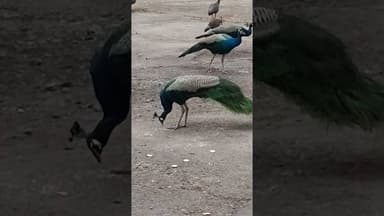 सांप खाने वाले पक्षी अब ब्रेड बिस्कुट और रोटी खाते हैं #khabartamariindia