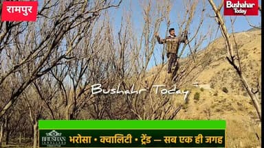 #रामपुर बुशहर : बगीचे संवारने में जुटे बागवान
- राजपुरा में प्लम की प्रूनिंग का कार्य जोरों पर ...