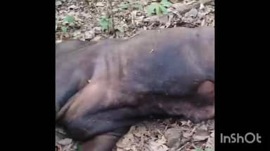 കാഞ്ഞിരപ്പള്ളി: മുണ്ടക്കയം വണ്ടൻപതാലിൽ കാട്ടുപോത്തിനെ ചത്ത നിലയിൽ കണ്ടെത്തി