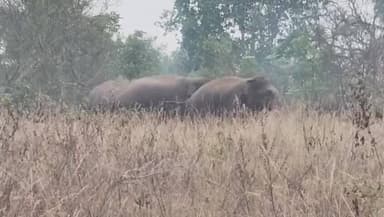 ರಾಮನಗರ: ತೊರೆದೊಡ್ಡಿ ಗ್ರಾಮದ ಹೊರ ವಲಯದಲ್ಲಿ 3 ಕಾಡಾನೆಗಳು ಪ್ರತ್ಯಕ್ಷ