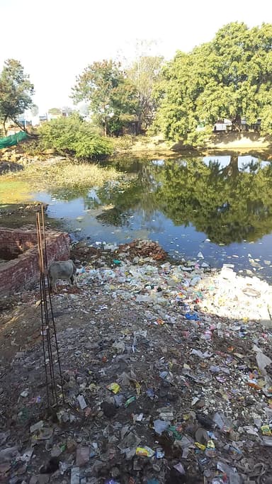 पटना तमोली में तालाब को बनाया कूड़ा घर और अवैध कब्जा तालाब का पानी हुआ जहरीला पशु हो रहे बीमार।।