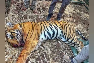 ಹುಣಸೂರು: ಹೆಮ್ಮಿಗೆ ಗ್ರಾಮದಲ್ಲಿ ಬೋನಿಗೆ ಬಿದ್ದ ಆರರಿಂದ ಏಳು ವರ್ಷದ ಗಂಡು ಹುಲಿ