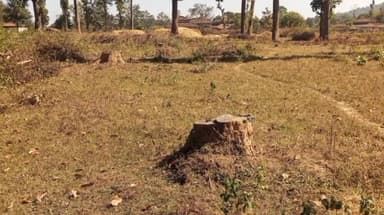 समनापुर बफर जोन में सैकड़ों पेड़ों की कटाई, वन माफिया सक्रिय