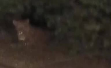 बहोरीबंद: ग्राम राखी में सड़क किनारे दिखा तेंदुआ, ग्रामीणों में दहशत, बहोरीबंद वन विभाग सतर्क