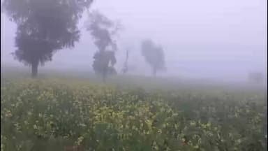 बज्जू: बज्जू क्षेत्र में सर्दी का सितम जारी, घना कोहरा छाया, किसानों की फसलों को हो सकता है फायदा