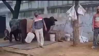 तोशाम: डॉ. सुनील शर्मा: सर्दी में पशुओं की विशेष देखभाल है जरूरी