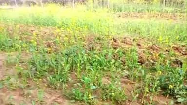 चकरनगर: नगला महानन्द गाँव में सैंक्चुरी की जमीन पर खड़ी फसल को जमींदोज किया गया, नामजद माफिया के खिलाफ विभागीय केस दर्ज