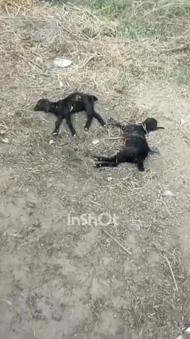 सफीपुर: सफीपुर क्षेत्र में पागल कुत्ते के हमले से चार जानवरों की मौत, ग्रामीणों ने प्रशासन से मदद मांगी