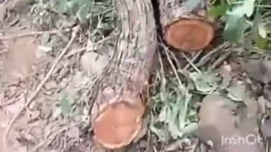 इंदौरा: इंदौरा क्षेत्र के जंगलों में खैर माफिया का कहर, वीडियो हुआ वायरल