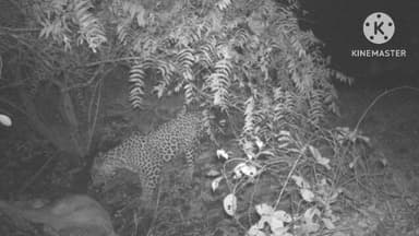 నిజామాబాద్ రూరల్: సిరికొండ: పంది మడుగు గ్రామంలో అవును చంపి తిన్న చిరుత, భయాందోళనలో స్థానిక వాసులు