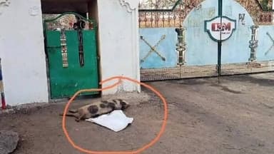 టెక్కలి: టెక్కలిమండలం రావివలస లో చనిపోయిన పందులతో పరిశ్రమ ఎదుట గ్రామస్తులు నిరసన