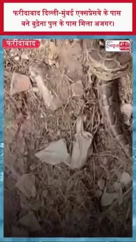 फरीदाबाद दिल्ली-मुंबई एक्सप्रेसवे के पास बने बुढ़ेना पुल के पास मिला अजगर।
#DelhiMumbaiExpressway #FaridabadAlert