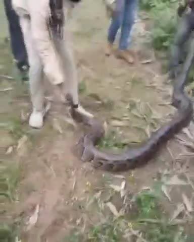 विजयीपुर: विजयीपुर के कंदला गांव के पास निकला विशाल अजगर, देखने उमड़ी भीड़, वन विभाग को दी सूचना