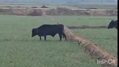 सोरांव: आवारा पशु किसानों की फसलों को कर रहे हैं चट, किसान परेशान