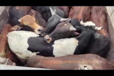 ਮਲੋਟ: ਮਲੋਟ ਸ਼ਹਿਰ ਨੂੰ ਬੇਸਹਾਰਾ ਪਸ਼ੂਆਂ ਤੋਂ ਮੁਕਤ ਕਰਨ ਲਈ ਮੁਹਿੰਮ ਤੇਜ਼, 566 ਹੋਰ ਬੇਸਹਾਰਾ ਪਸ਼ੂਆਂ ਨੂੰ ਗਊਸ਼ਾਲਾ ਭੇਜਣ ਦਾ ਕੰਮ ਸ਼ੁਰੂ