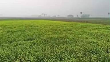 दगौरा: कड़ाके की ठंड ने किसानों की परेशानी बढ़ाई, सरसों की फसल को हो सकता है नुकसान