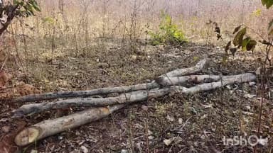 बटियागढ़: मनकपुरा, बनोली क्षेत्र में पेड़ों की कटाई जारी, तस्वीरें आईं सामने