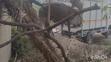 सोरांव: एक ही परिवार के तीन लोगों की हत्या के बाद पुलिस ने जानवरों को सुरक्षित स्थान पर पहुंचाया