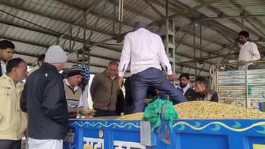 मोहन बड़ोदिया: मोहन बड़ोदिया कृषि उपज मंडी में सोयाबीन और गेहूं की आवक रही, सोयाबीन उच्चतम ₹5200 तक बिका