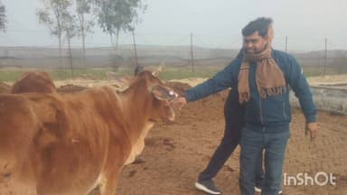 सिरौली गौसपुर: सिरौली गौसपुर के खंड विकास अधिकारी ने श्याम नगर गौशाला का निरीक्षण किया, दिए आवश्यक दिशा निर्देश