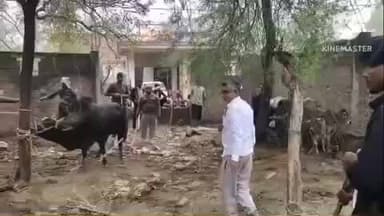 प्रतापगढ़: उसरौली गौशाला ने पशुओं को लेने से किया इनकार, वीडियो इटवा गौशाला में भेजे गए