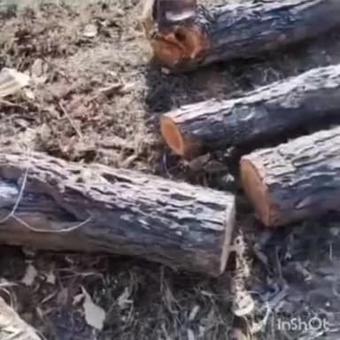 खुंडियां: गगडूही में निजी भूमि पर खैर कटान का आरोप, कार्रवाई की मांग की गई