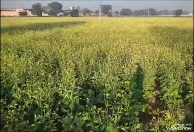 उच्चैन: पंच गौरव में सरसों की खेती को मिल रहा जोरदार बढ़ावा