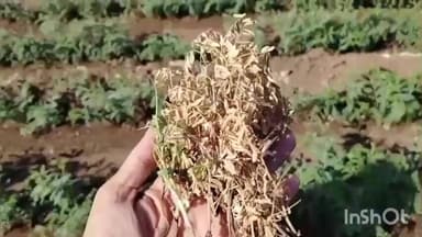 ખાંભા: નાનુડી ગામે ખેડૂત દ્વારા ચણાનું વાવેતર કરવામાં આવ્યું રોગ આવવાના કારણે ખેડૂતો પરેશાન થઈ હશે