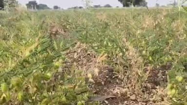 संग्रामपूर: ढगाळ वातावरणामुळे हरभरा पिकावर घाटेअळीचा प्रादुर्भाव! बुलढाणा जिल्ह्यातील शेतकरी चितेत