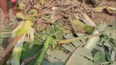 ଭଞ୍ଜନଗର: ଭଞ୍ଜନଗର ମୁଜାଗଡ ବନାଞ୍ଚଳ କୁଲାଡ ବିଟ୍ ଅଧୀନ ଖପରା ଗାଁରେ ହାତୀପଲ ପସି ବ୍ୟାପକ ଧାନ ଫସଲ ନଷ୍ଟ କରିବା ସହ କଦଳୀ ବାଡ ଭାଙ୍ଗି ନଷ୍ଟ