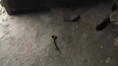 घाटमपुर: बेहटा बुजुर्ग में पशुबाड़े का ताला तोड़कर चोरों ने सात बकरे किए चोरी