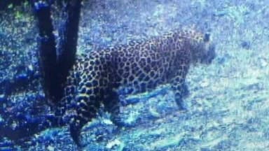 जबेरा: दानीताल के जंगलों में राहगीरों को दिखा तेंदुआ, राहगीरों ने तेंदुए की फोटो वायरल की