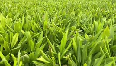 கிருஷ்ணகிரி: போச்சம்பள்ளி மற்றும் பர்கூர் ஊத்தங்கரை சுற்று வட்டார பகுதிகளில் பொங்கல் பண்டிகையை முன்னிட்டு அறுவடைக்கு தயாராக உள்ள மஞ்சள்